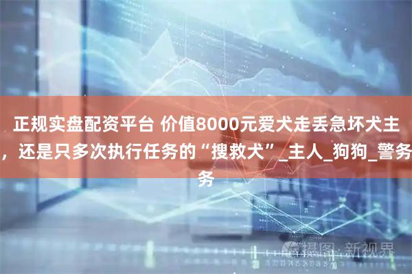 正规实盘配资平台 价值8000元爱犬走丢急坏犬主，还是只多次执行任务的“搜救犬”_主人_狗狗_警务